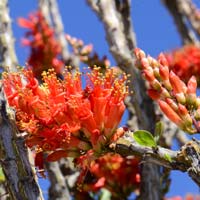 Ocotillo, Fouquieria splendens